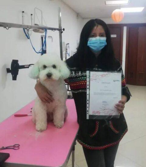 peluquería de perros en quito