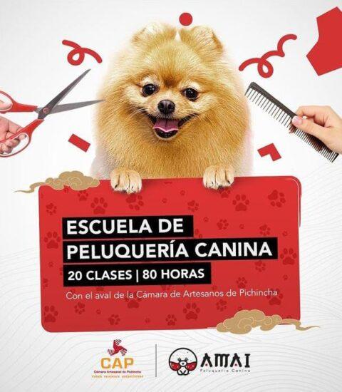 peluquería de mascotas en quito