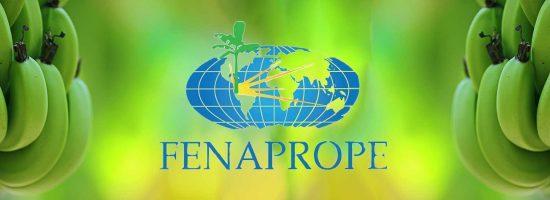 Productores de plátano del Ecuador - Fenaprope